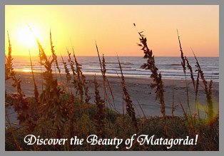 Matagorda Beach Sea Oats in the Dunes